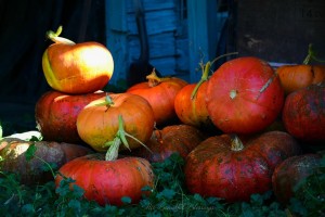 How to Cook a Pumpkin {video} | Cook It Up Paleo